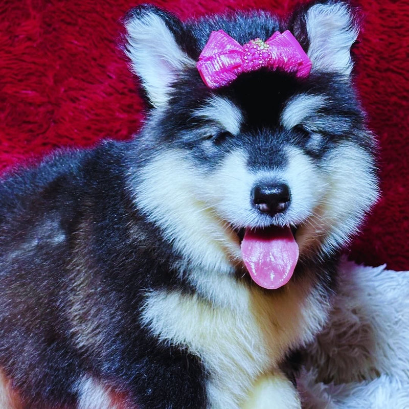 Malamute do Alaska♀️ Porte Grande🇧🇾🇷🇺🇧🇷