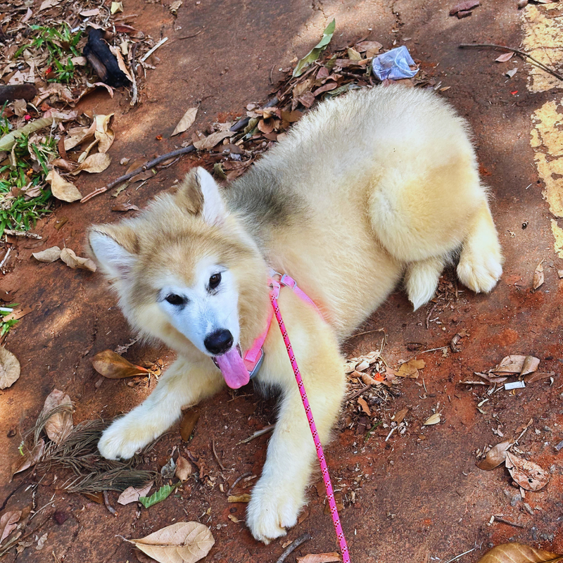 Malamute do Alaska♀️ Linhagem Gigante🇵🇭🇺🇲🇧🇷