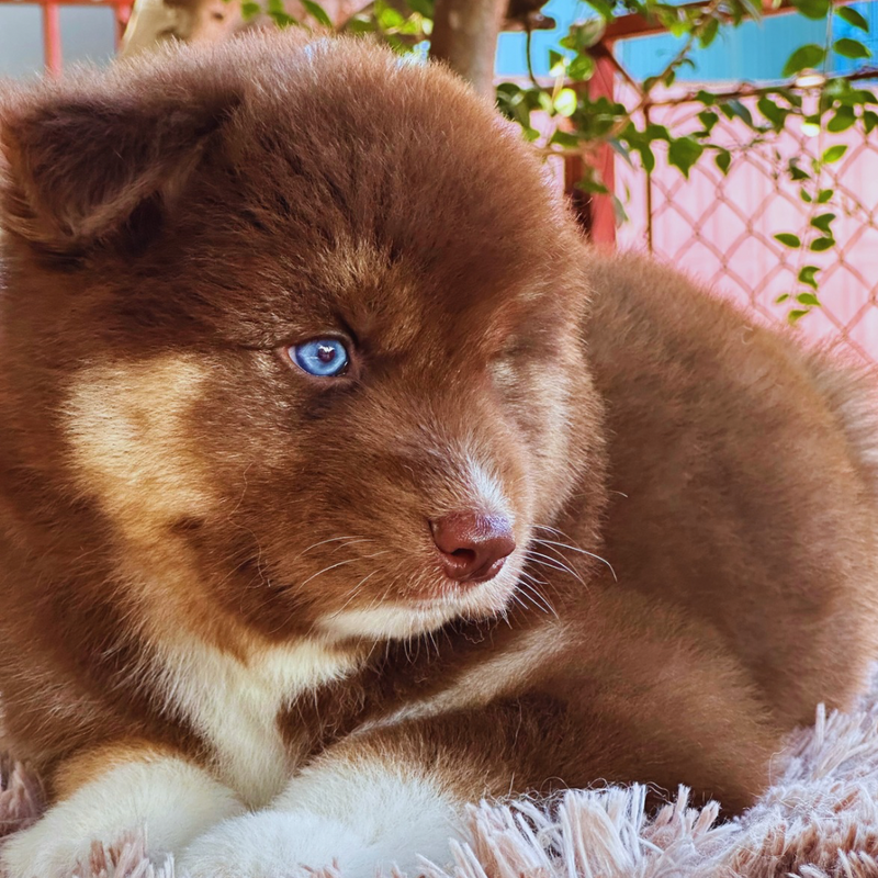 HUSKY SIBERIANO🚹 MOSTLY RED🇺🇲🇧🇷