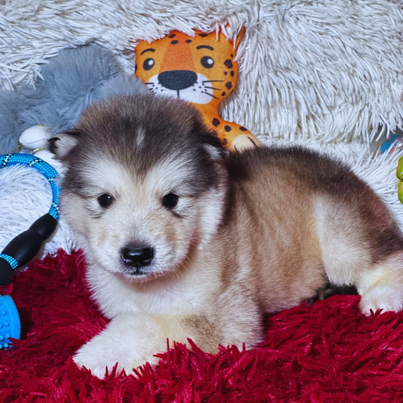 Malamute do Alaska🚹 Linhagem Gigante🇵🇭🇺🇲🇧🇷