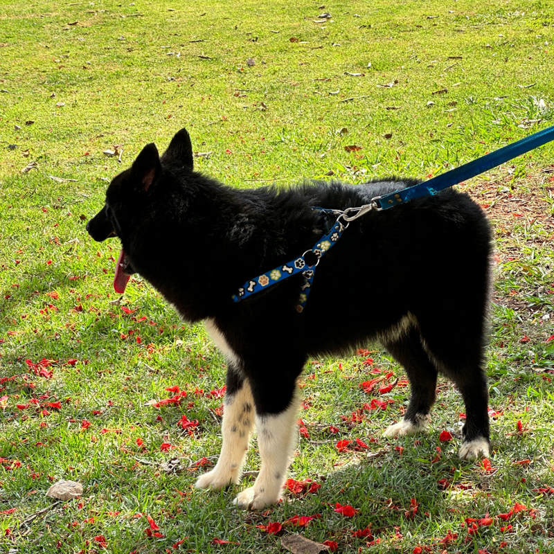 HUSKY SIBERIANO🚹 mostly black 🇧🇷🇺🇲