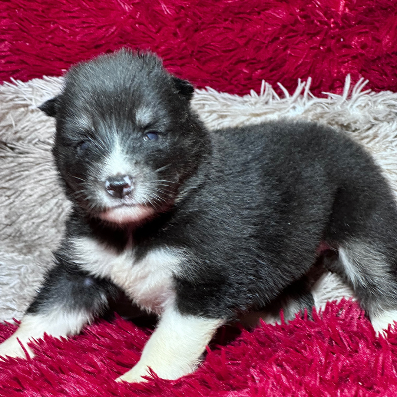 HUSKY SIBERIANO🚺 MOSTLY BLACK🇺🇲🇧🇷