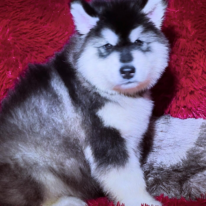 MALAMUTE DO ALASKA🚹 Porte grande🇧🇷🇵🇭