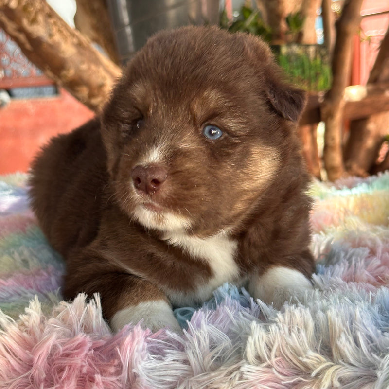 HUSKY SIBERIANO🚹 MOSTLY RED🇺🇲🇧🇷