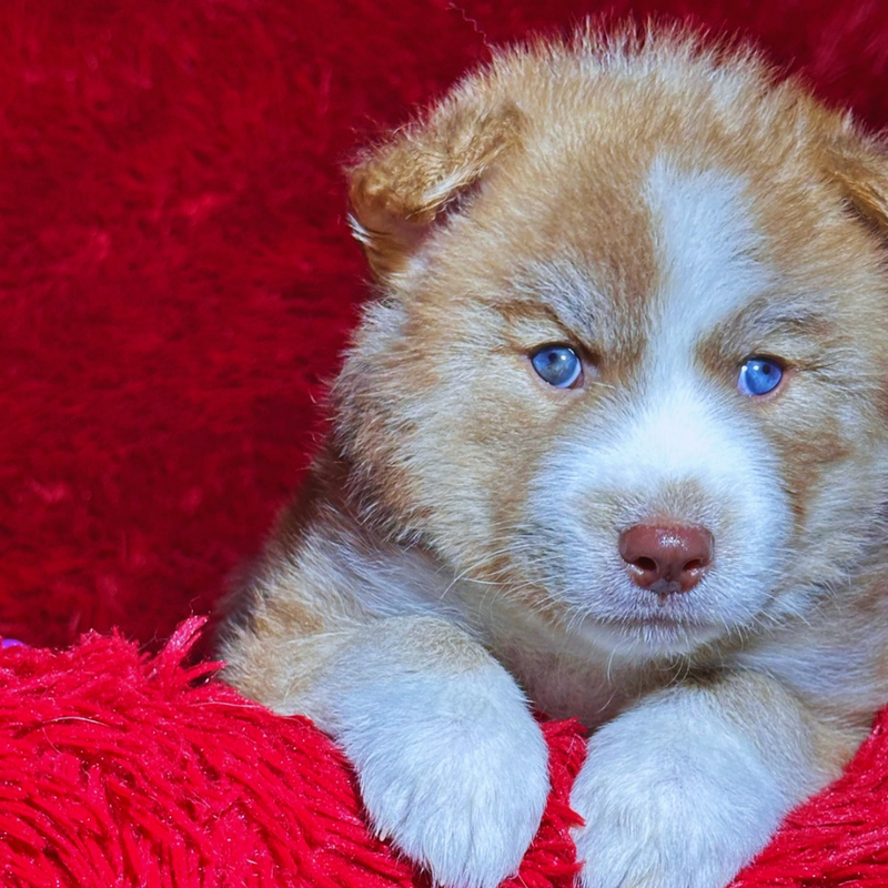 HUSKY SIBERIANO🚹