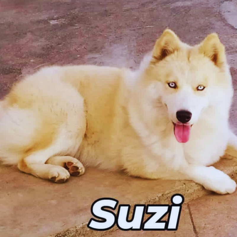 Husky Siberiano 🚺 MOSTLY RED🇺🇲🇧🇷