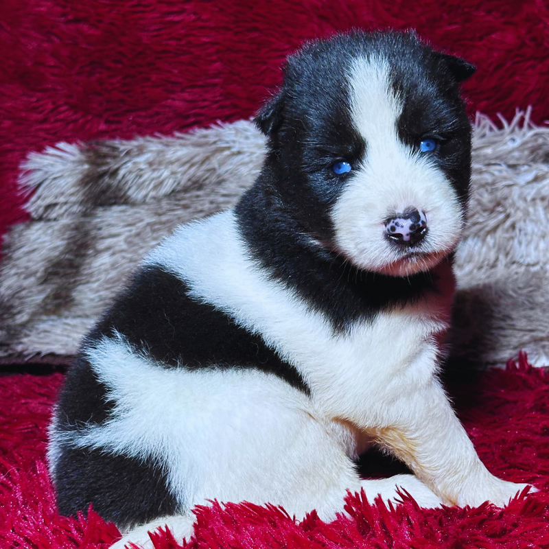 HUSKY SIBERIANO🚹 PIEBALD🇺🇲🇧🇷