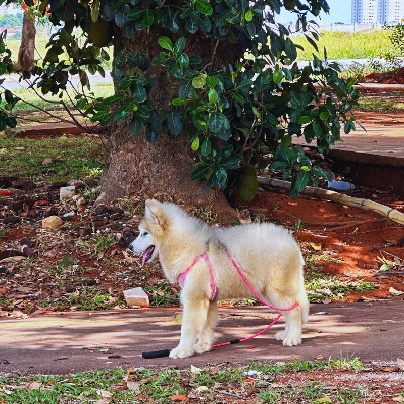 Malamute do Alaska♀️ Linhagem Gigante🇵🇭🇺🇲🇧🇷