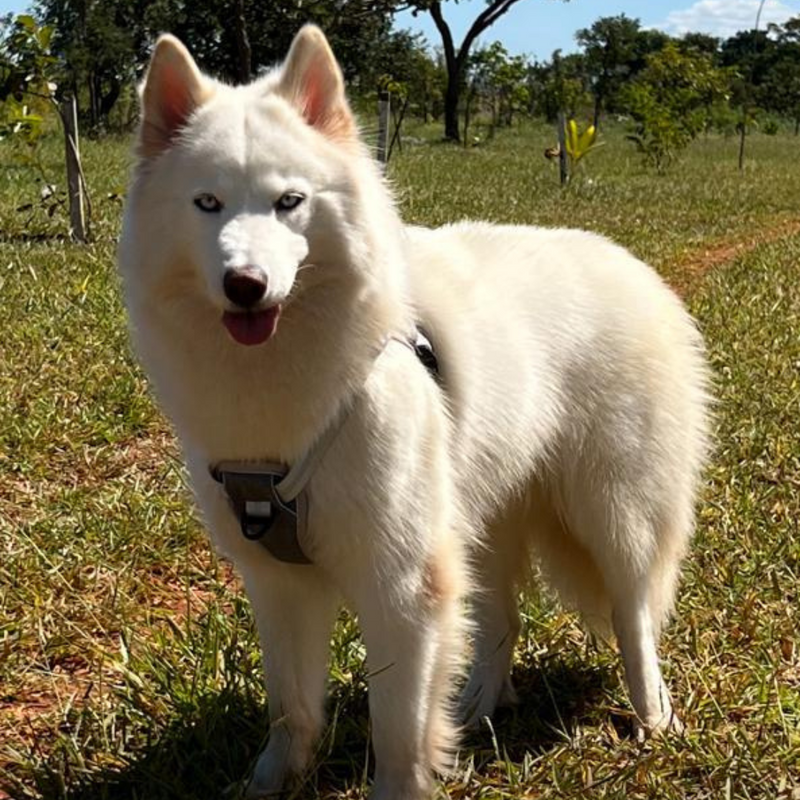 HUSKY SIBERIANO♂️MOSTLY RED