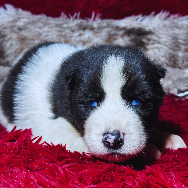 HUSKY SIBERIANO🚹 PIEBALD🇺🇲🇧🇷