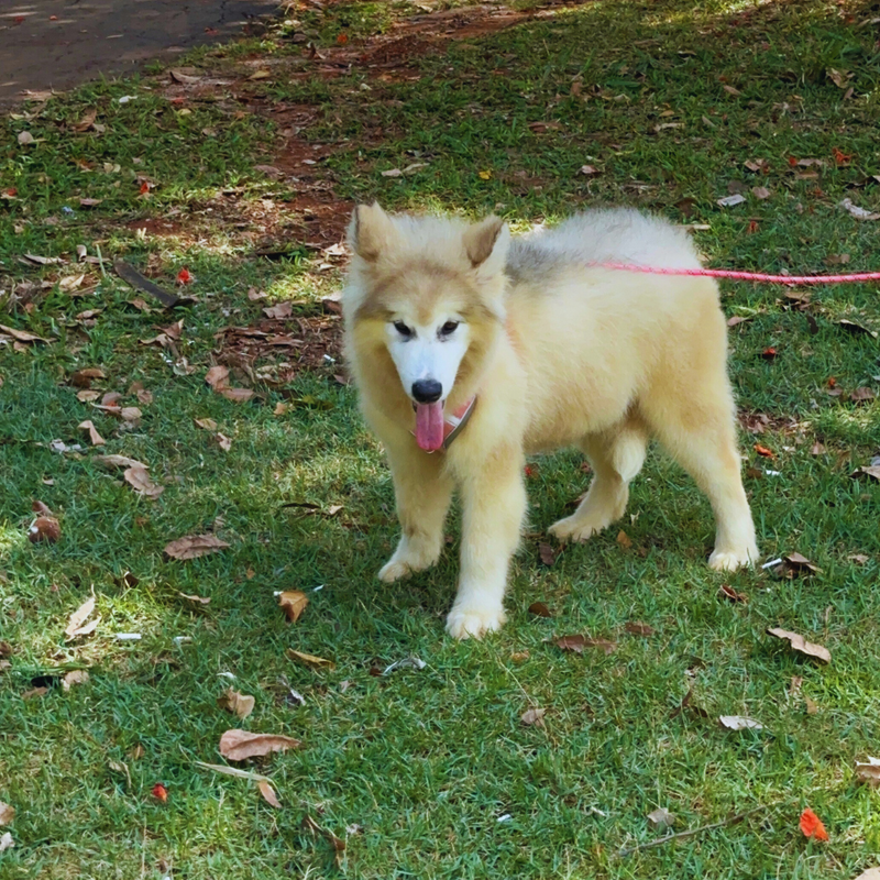 Malamute do Alaska♀️ Linhagem Gigante🇵🇭🇺🇲🇧🇷