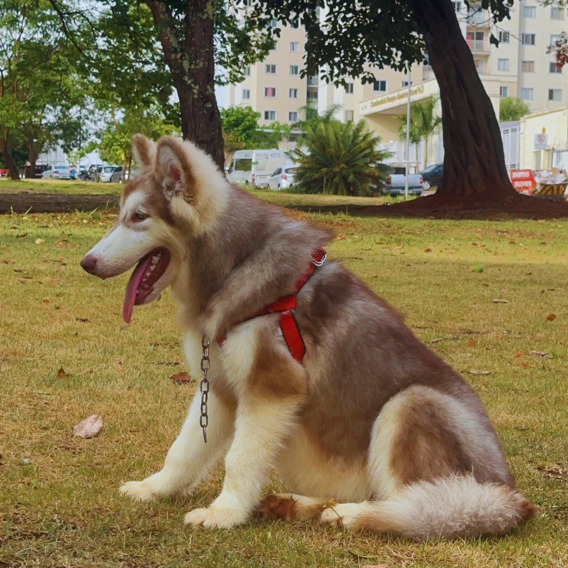 MALAMUTE DO ALASKA🚹LINHAGEM GIGANTE 🇵🇭🇺🇲🇧🇷