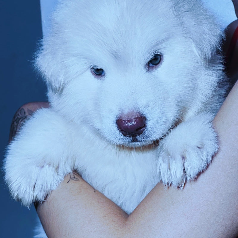 Malamute do Alaska♂️Gigante🇵🇭🇺🇲🇧🇷