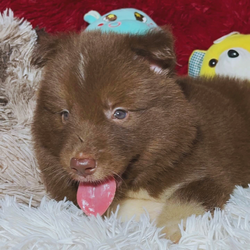 HUSKY SIBERIANO 🚹 MOSTLY RED