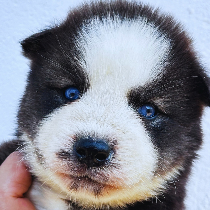 HUSKY SIBERIANO 🚺 🇺🇲🇧🇷