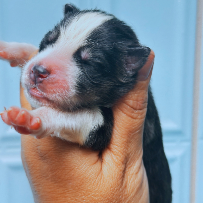 HUSKY SIBERIANO🚺 🇺🇲🇧🇷