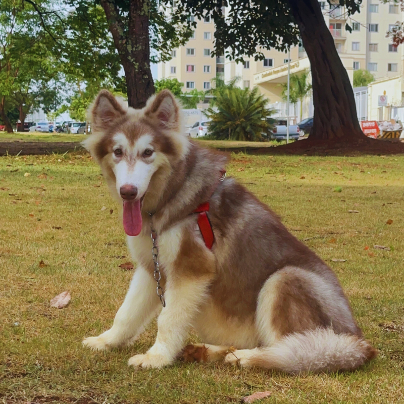 MALAMUTE DO ALASKA🚹LINHAGEM GIGANTE 🇵🇭🇺🇲🇧🇷