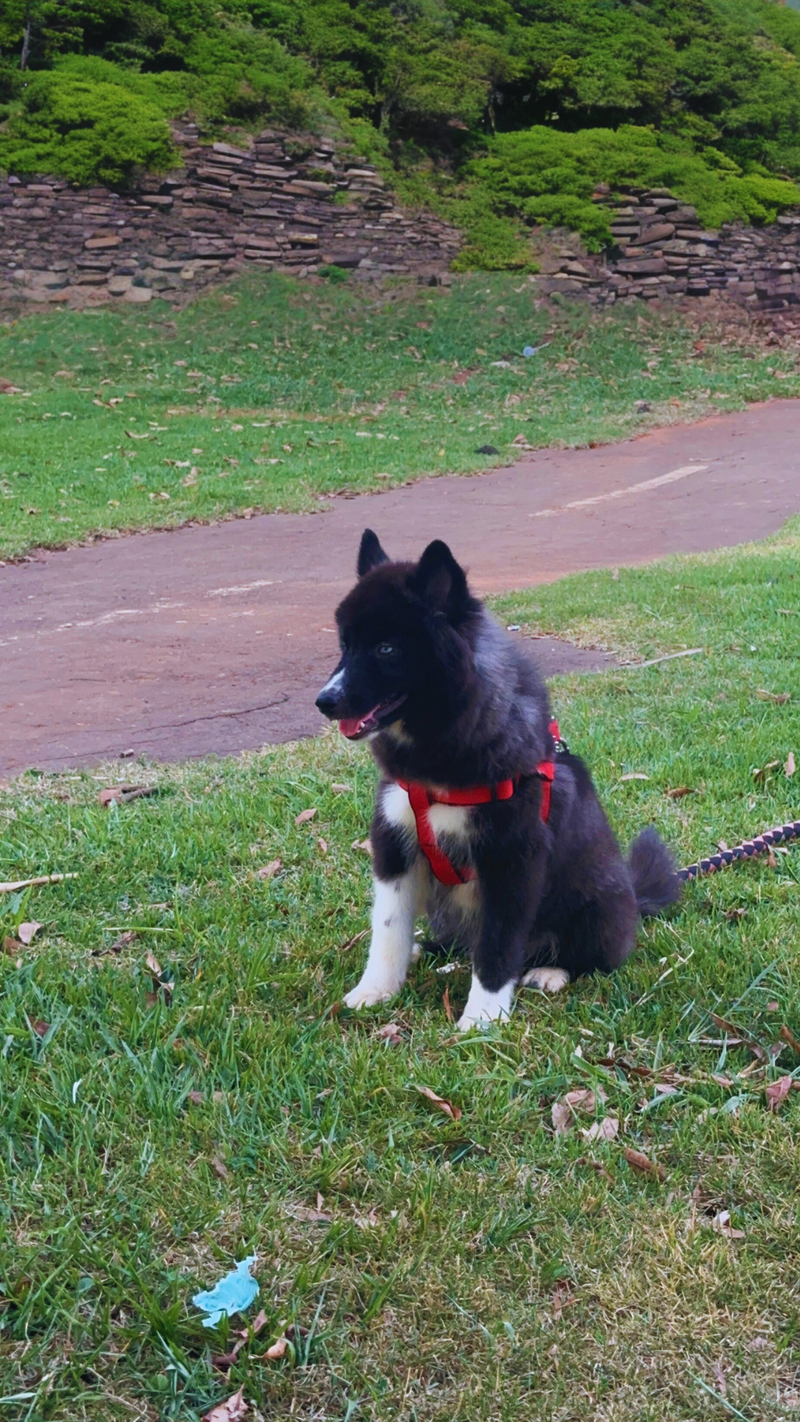 HUSKY SIBERIANO🚹 MOSTLY BLACK 🇧🇷🇺🇲