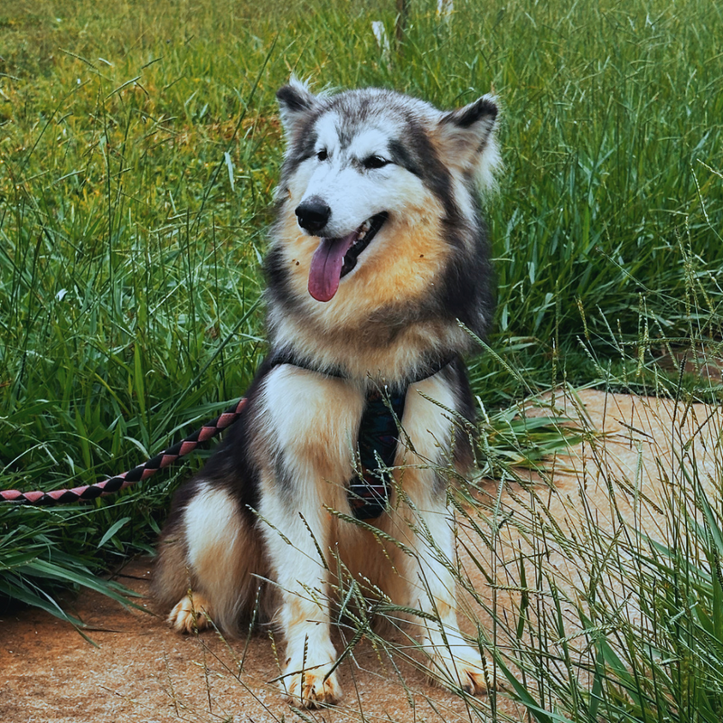 Malamute do Alaska🚺 linhagem gigante 🇵🇭🇺🇲🇧🇷o