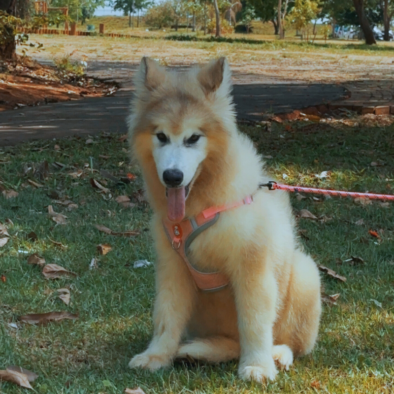 Malamute do Alaska♀️ Linhagem Gigante🇵🇭🇺🇲🇧🇷