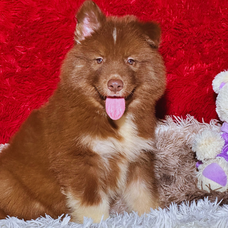 HUSKY SIBERIANO 🚹 MOSTLY RED