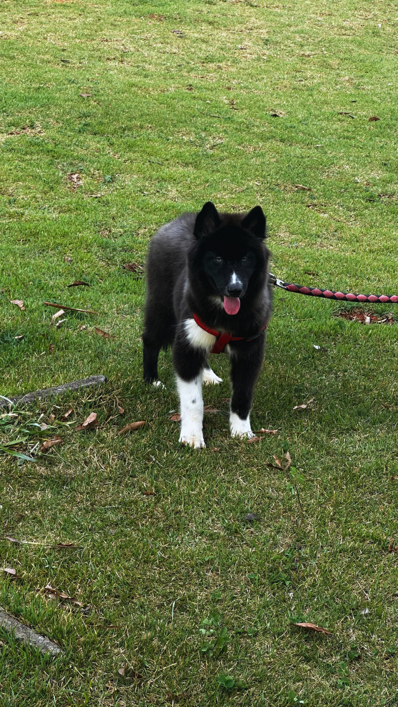 HUSKY SIBERIANO🚹 MOSTLY BLACK 🇧🇷🇺🇲