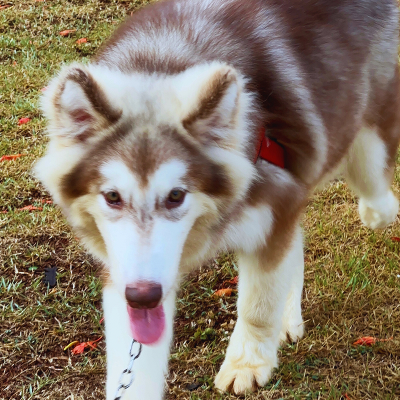 MALAMUTE DO ALASKA🚹LINHAGEM GIGANTE 🇵🇭🇺🇲🇧🇷