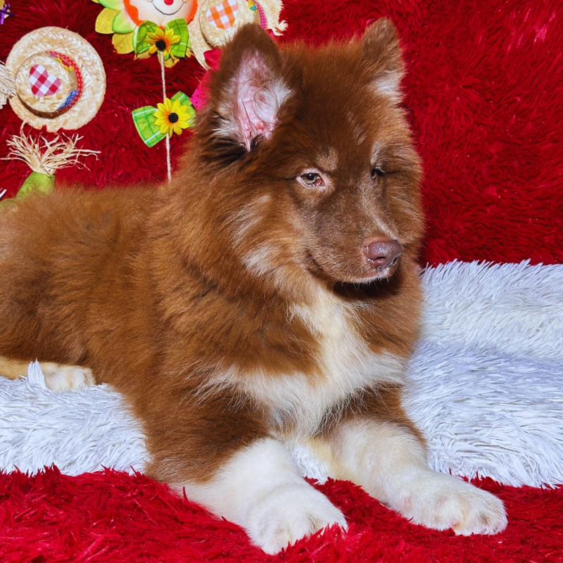 HUSKY SIBERIANO 🚹 MOSTLY RED