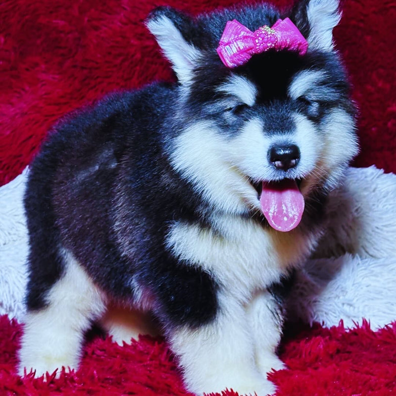 Malamute do Alaska♀️ Porte Grande🇧🇾🇷🇺🇧🇷