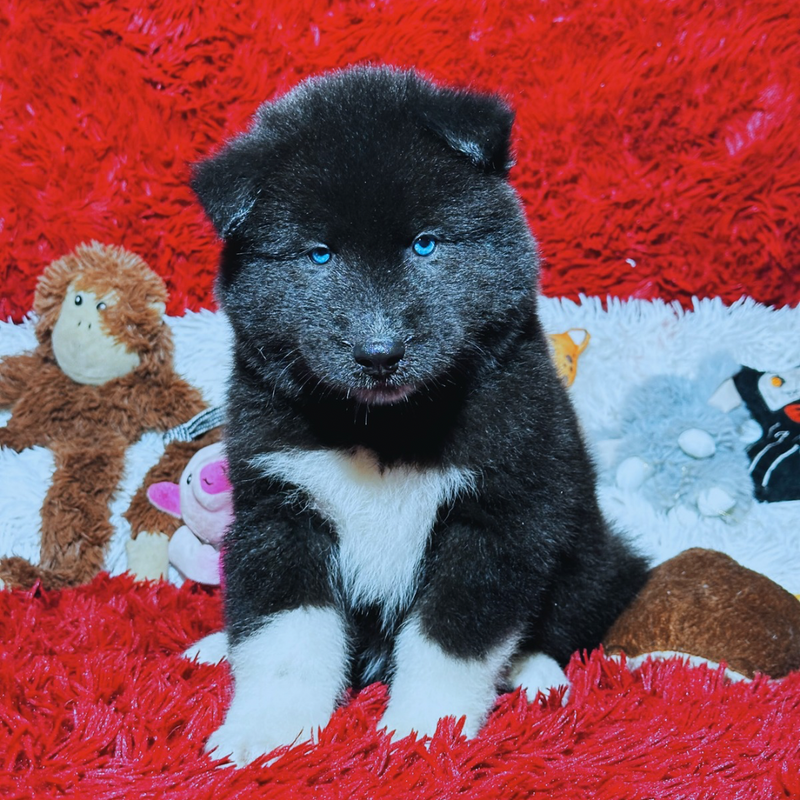 HUSKY SIBERIANO🚹 MOSTLY BLACK🇺🇲🇧🇷