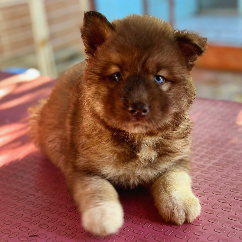 HUSKY SIBERIANO🚺 AGOUT RED🇺🇲🇧🇷