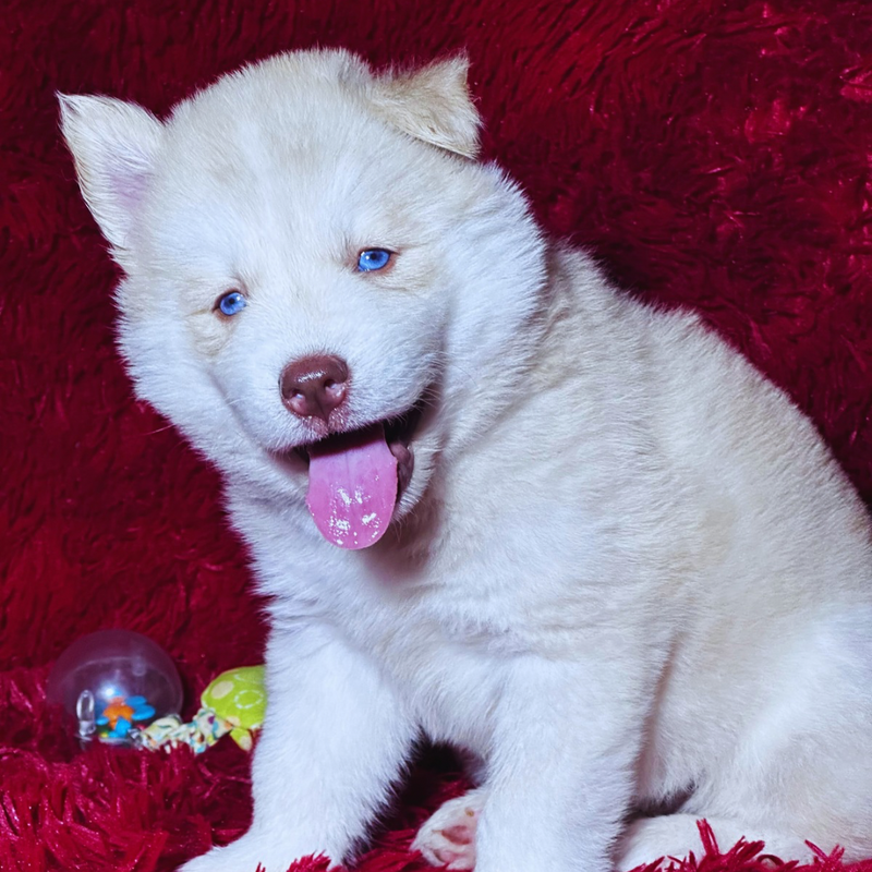 HUSKY SIBERIANO🚺  🇺🇲🇧🇷