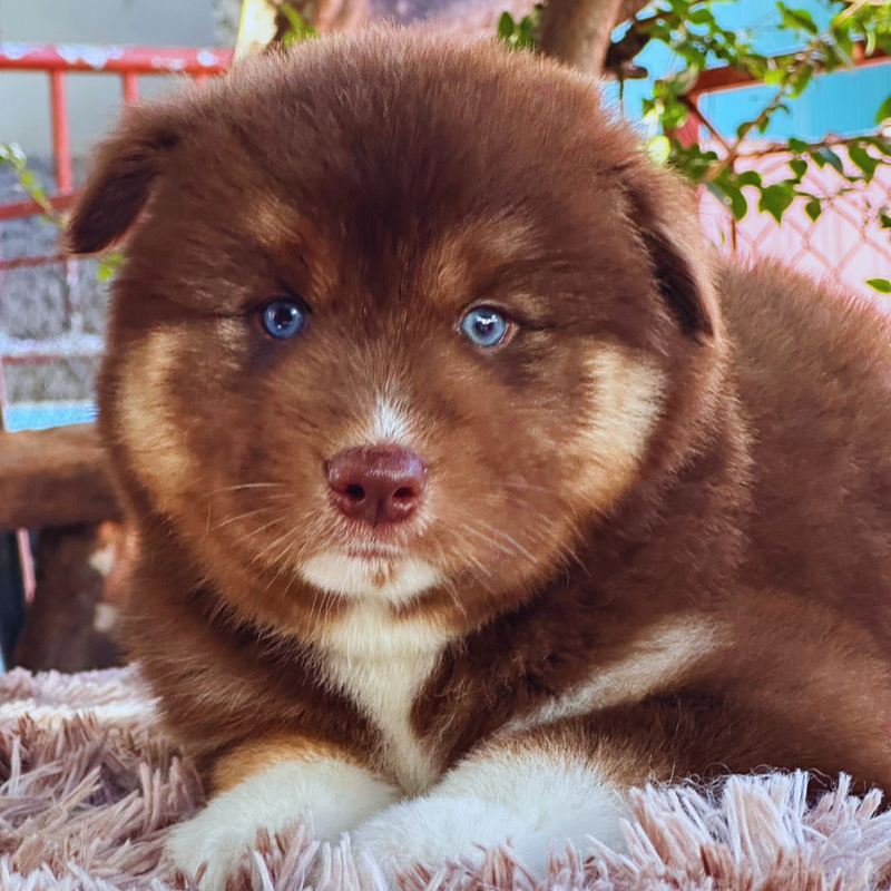 HUSKY SIBERIANO🚹 MOSTLY RED🇺🇲🇧🇷