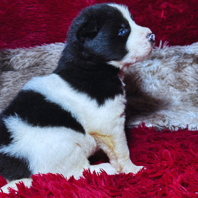 HUSKY SIBERIANO🚹 PIEBALD🇺🇲🇧🇷