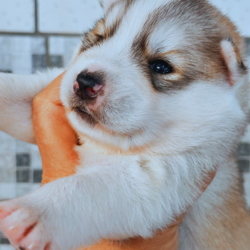 Husky Siberiano🚹 🇺🇲🇧🇷