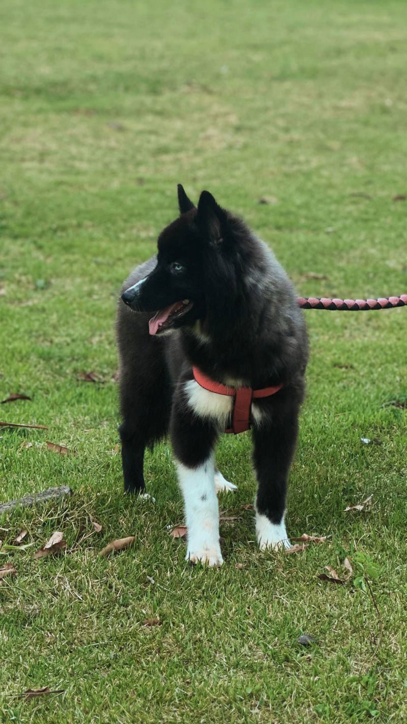 HUSKY SIBERIANO🚹 MOSTLY BLACK 🇧🇷🇺🇲