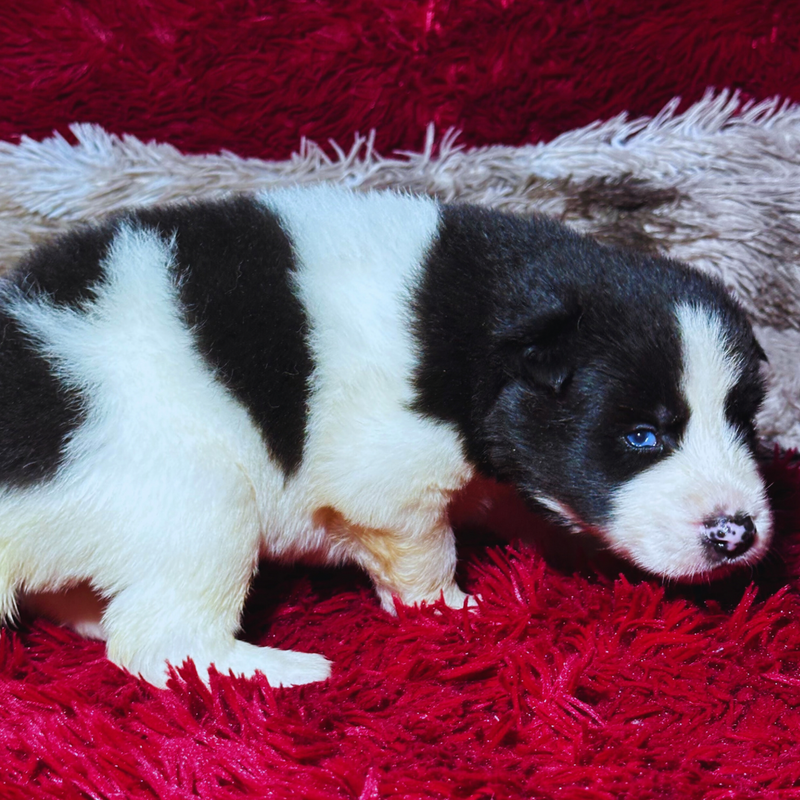 HUSKY SIBERIANO🚹 PIEBALD🇺🇲🇧🇷