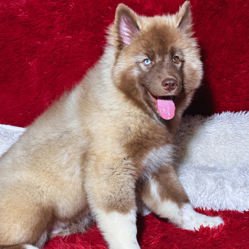 Husky Siberiano🚹 Agout Red🇺🇲🇧🇷