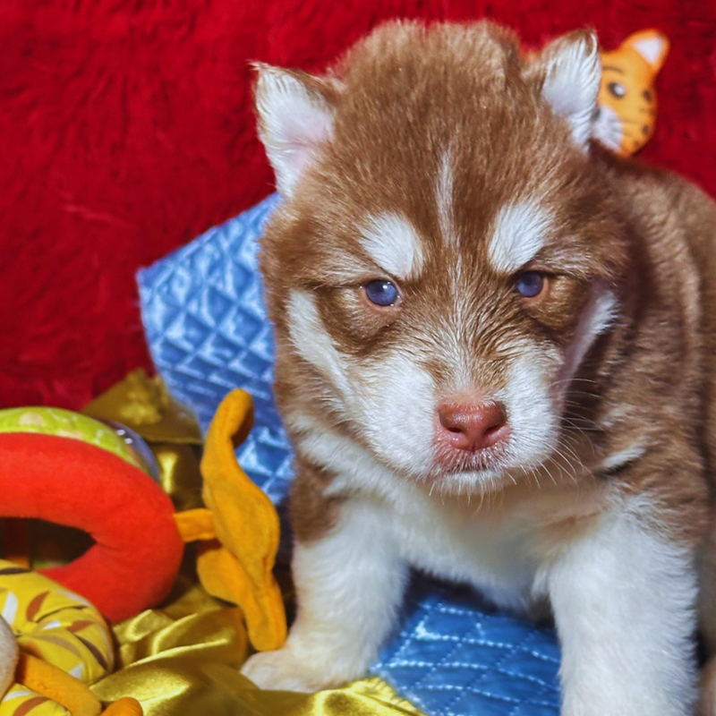 HUSKY SIBERIANO🚹 🇺🇲🇧🇷