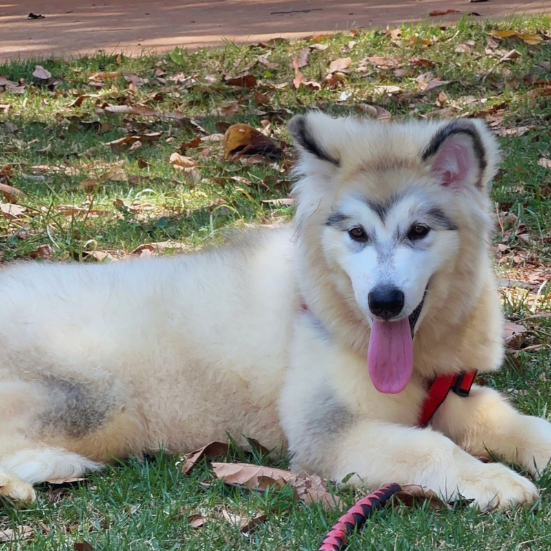 Malamute do Alaska🚺 Linhagem Gigante 🇧🇷