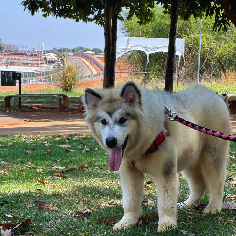 Malamute do Alaska🚺 Linhagem Gigante 🇧🇷