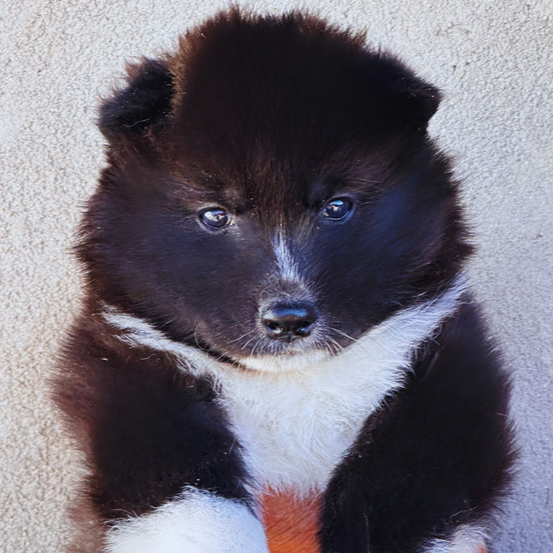 HUSKY SIBERIANO 🚹MOSTLY BLACK