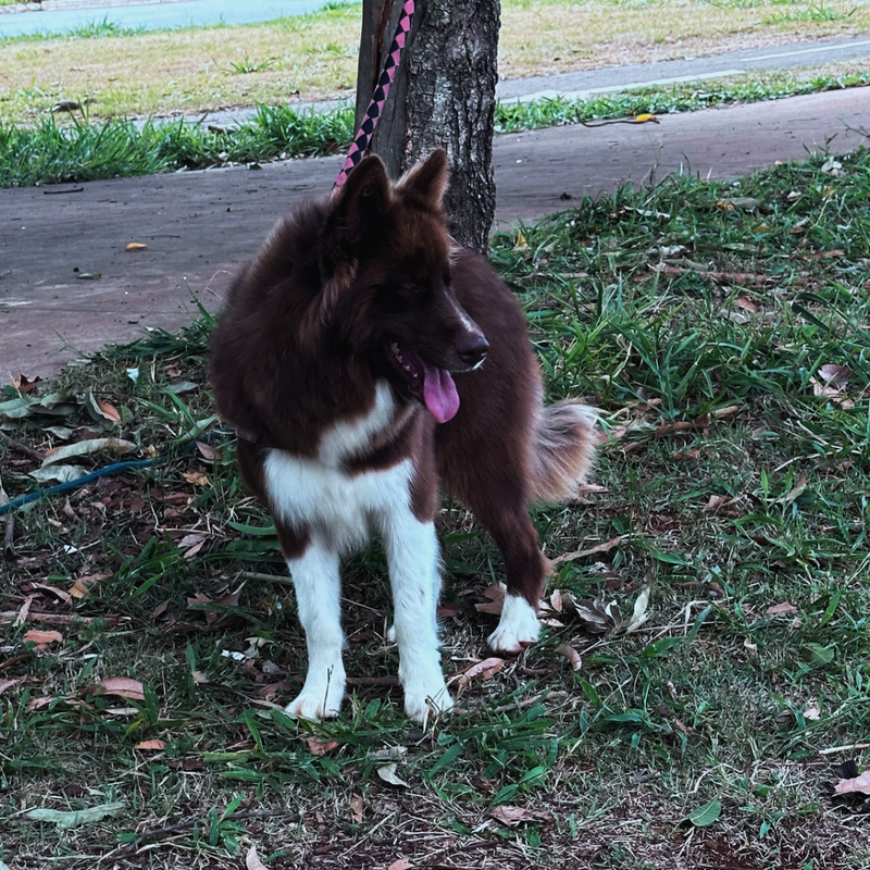 Husky Siberiano 🚺 Mostly Red🇺🇲🇧🇷