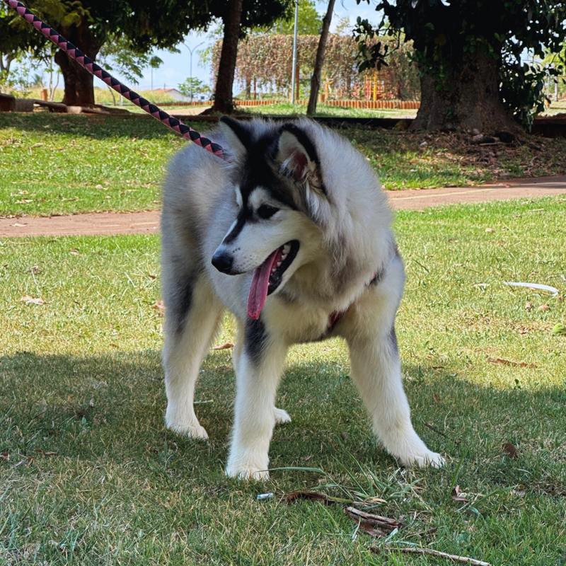 MALAMUTE DO ALASKA♀️ LINHAGEM GIGANTE🇵🇭🇺🇲🇧🇷 loop