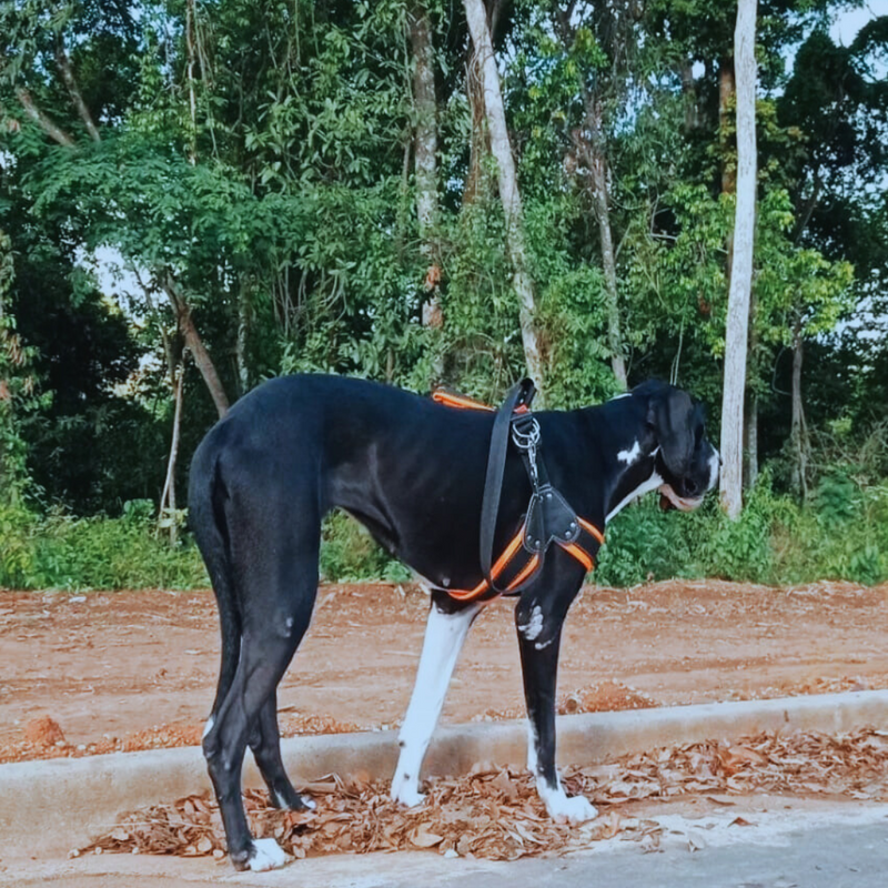 DOGUE ALEMÃO GIGANTE 🚺