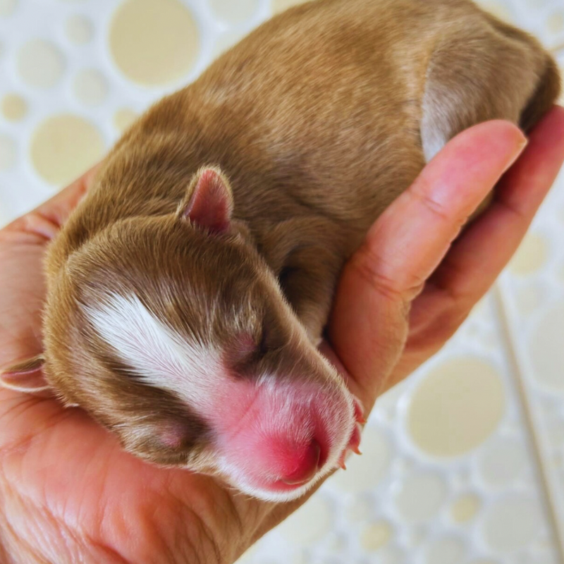 HUSKY SIBERIANO🚹