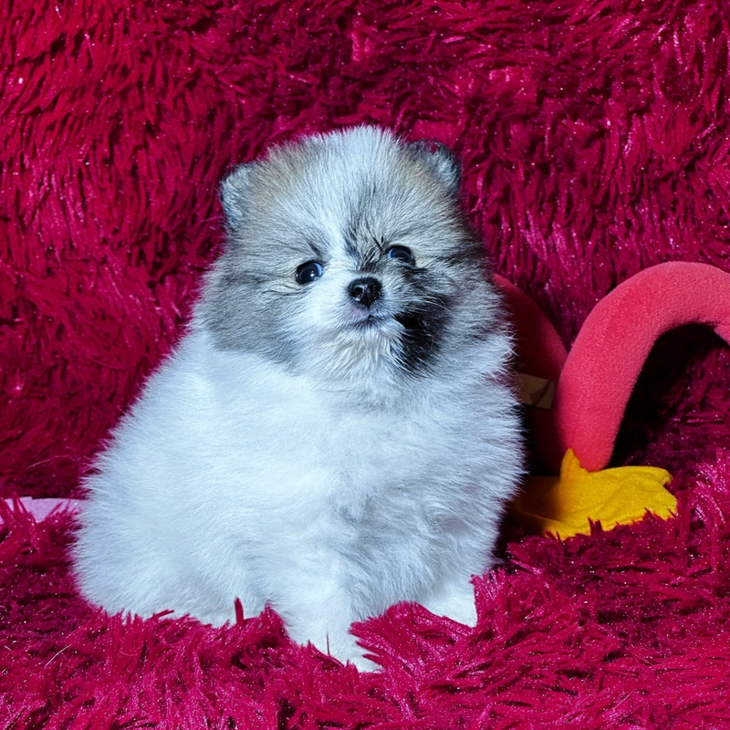 Spitz Alemão🚺 Lulu da Pomerania