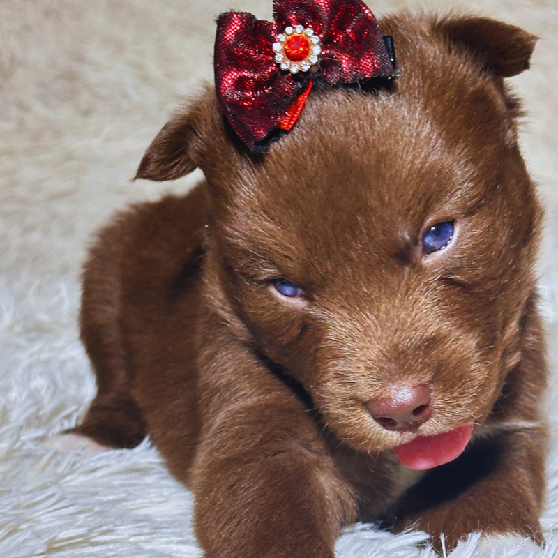 Husky Siberiano 🚺 MOSTLY RED🇺🇲🇧🇷