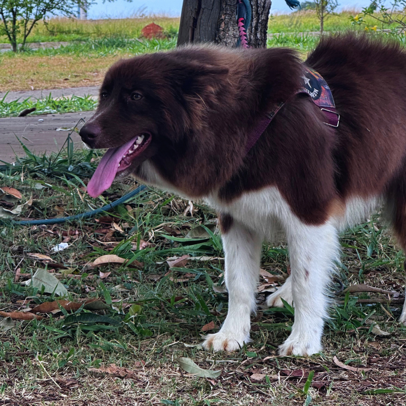 Husky Siberiano 🚺 Mostly Red🇺🇲🇧🇷