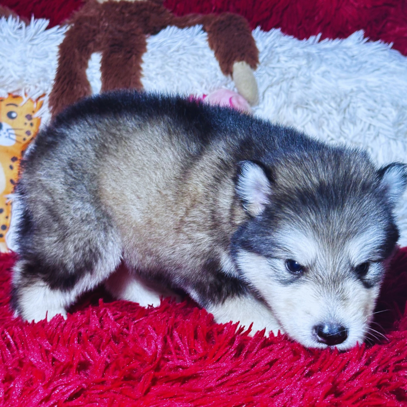 Malamute do Alaska🚹 linhagem gigante 🇵🇭🇺🇲🇧🇷